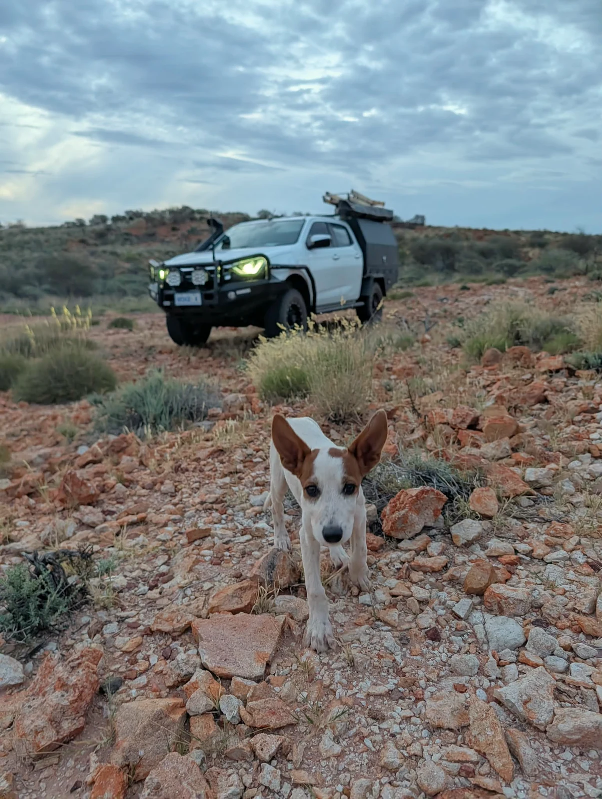 The NCG ute and dog at dusk in the Pilbara